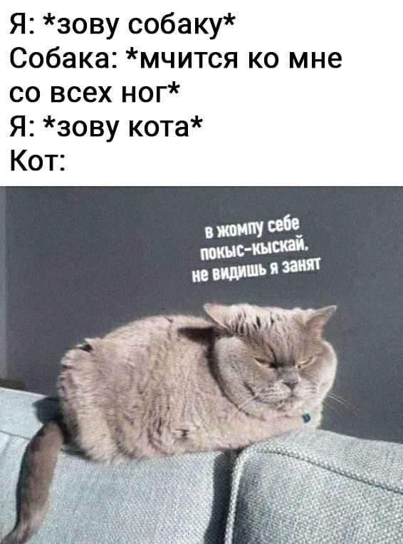 Я зову собаку Собака мчится ко мне со всех ног Я зову кота Кот