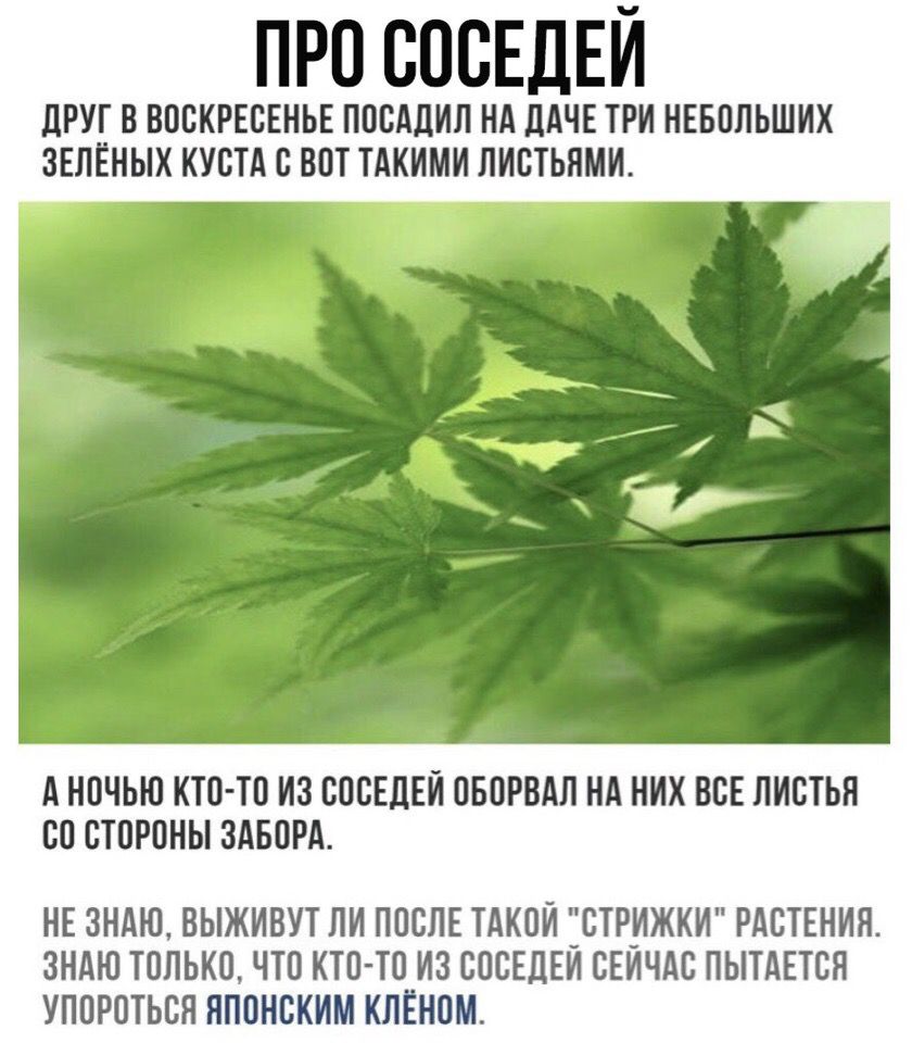 ПРП СОСЕДЕЙ дРУТ В ВПСКРЕВЕНЬЕ ППСАЦИЛ НА МНЕ ТРИ НЕБТШЬШИХ ЗЕЛЁНЫХ КУБТА Б ВПТ ТЛКИМИ ЛИЕТЬПМИ А НПЧЬШ КТП ТП ИЗ ЕПСЕЛЕЙ ПБПРВАЛ НА НИХ ВБЕ ПИСТЬЯ СП БТПРПНЫ ЗАБПРА НЕ ЗНАЮ ВЫЖИВУТ ЛИ ППСЛЕ ТАКОЙ ЁВТРНЖКИ РАСТЕНИЯ ЗНАЮ ТППЬКП ЧТО КТОТП ИЗ ЕПЕЕЦЕИ ЕЕИЧАС ПЫТАЕТБН УППРПТЬСЯ ЯППНСКИМ КНЕНПМ