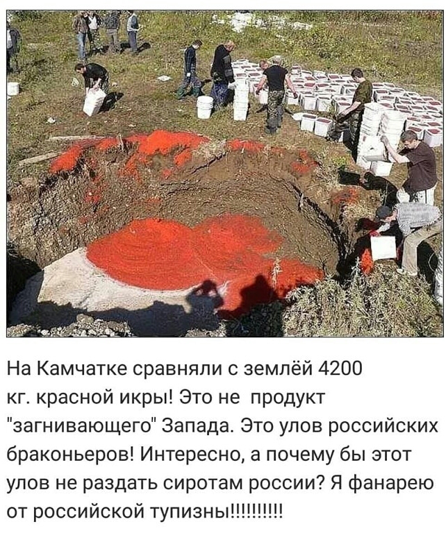 На Камчатке сравняли с землёй 4200 кг красной икры Это не продукт загнивающего Запада Это улов российских браконьеров Интересно а почему бы этот улов не раздать сиротам россии Я фанарею от российской тупизны