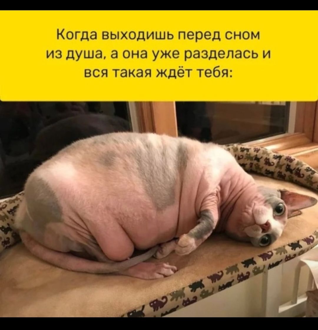 чиешин мчит ницы а сам птицыы а ыг Эй пд