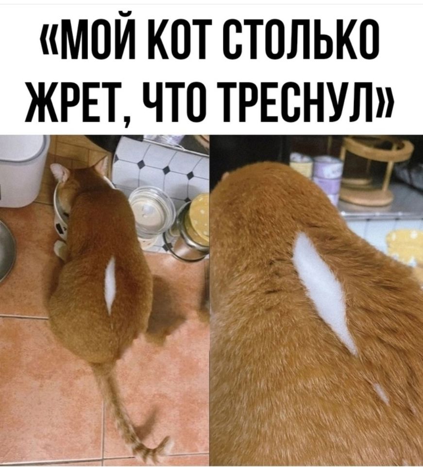 МОЙ КОТ СТОЛЬКО СНУЛ