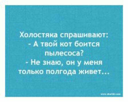 Холостяки спрашивают А твой кот боится пылесоса Не знаю он у меня только полгода живет