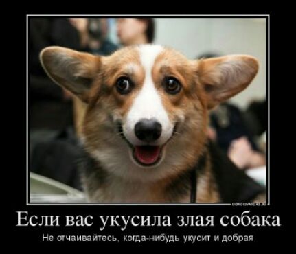 Ы _ Если вас укусила злая собака не тчаиптесь котам ауди укус идее