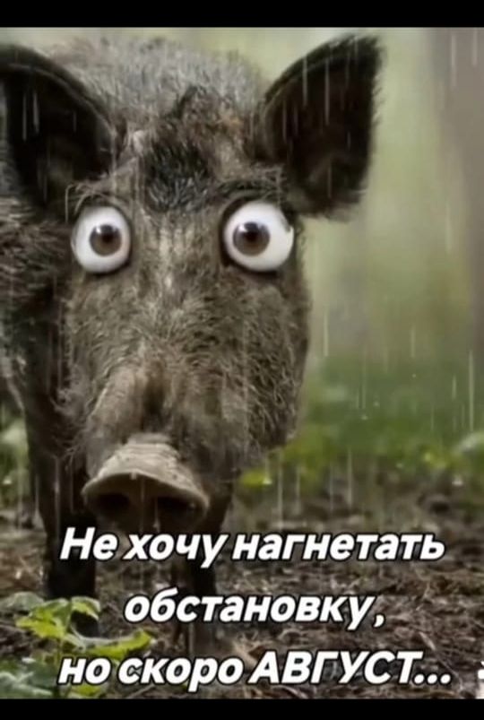Не хочу нагнетать обстановку, но скоро АВГУСТ...