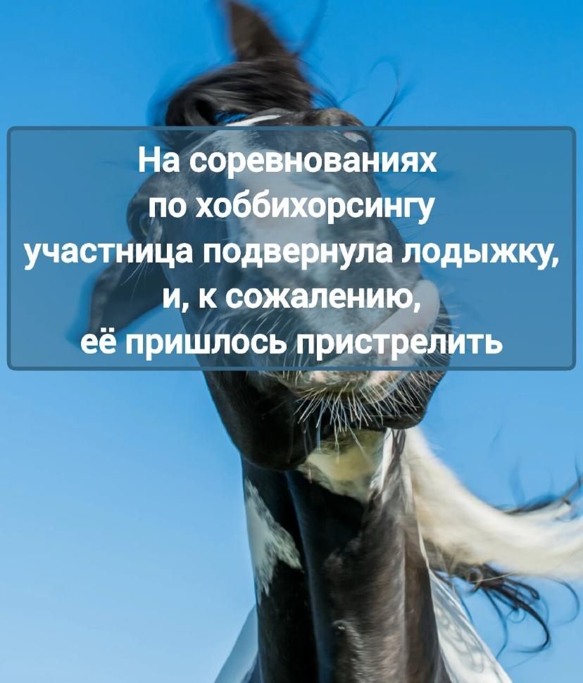 На соревнованиях по хобби-хорсингу участница подвернула лодыжку, и, к сожалению, её пришлось пристрелить.