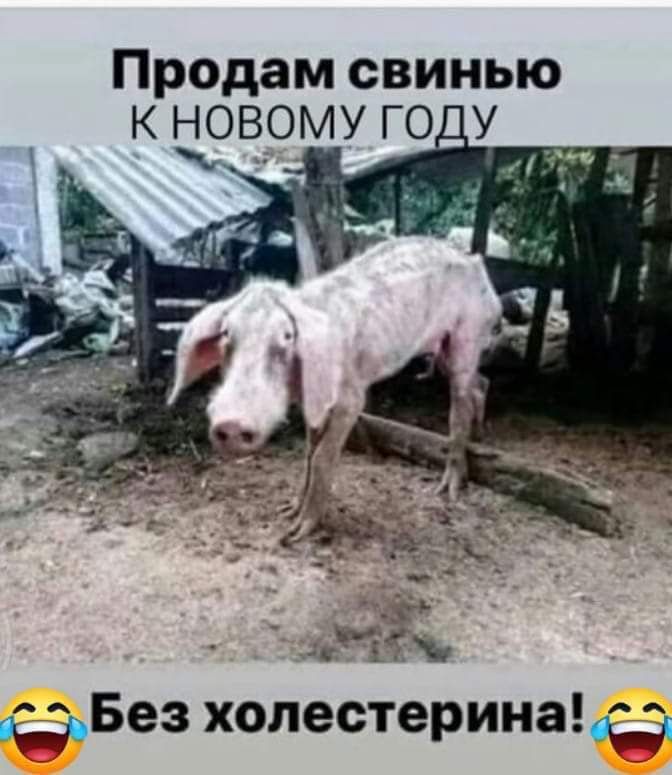 Продам свинью К ВОМУ ГО_У _ эГ Без холестерина