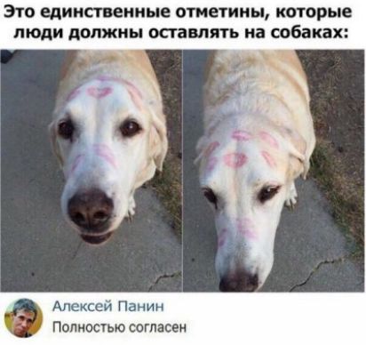 Зто единственные отметины которые люди должны оставлять на собаках Алексан Панин Полностью согласен