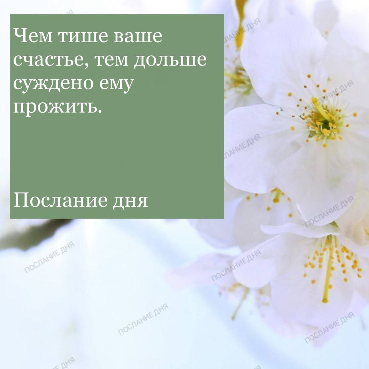 Чем тише ваше счастье тем дольше суждено ему прожить Послание дня