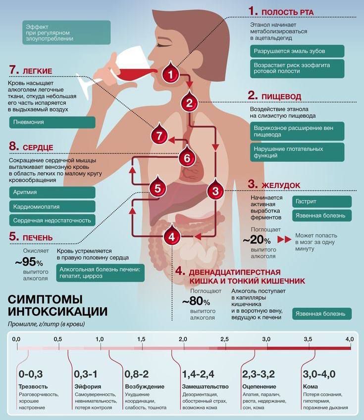 Т легкие _ 2 пищевод ЕЕЕ ВнЕ Й З желудок_ 5 печень 95 сИМПтОМЫ пЕ ИНТОКСИКАЦИИ БЕТет промите лоч вироны 332 в0 40