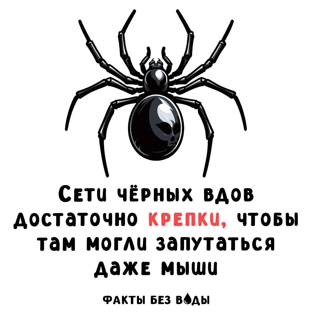 Сети чёрных вдов достаточно КРЕПКИ, чтобы там могли запутаться даже мыши
ФАКТЫ БЕЗ ВОДЫ