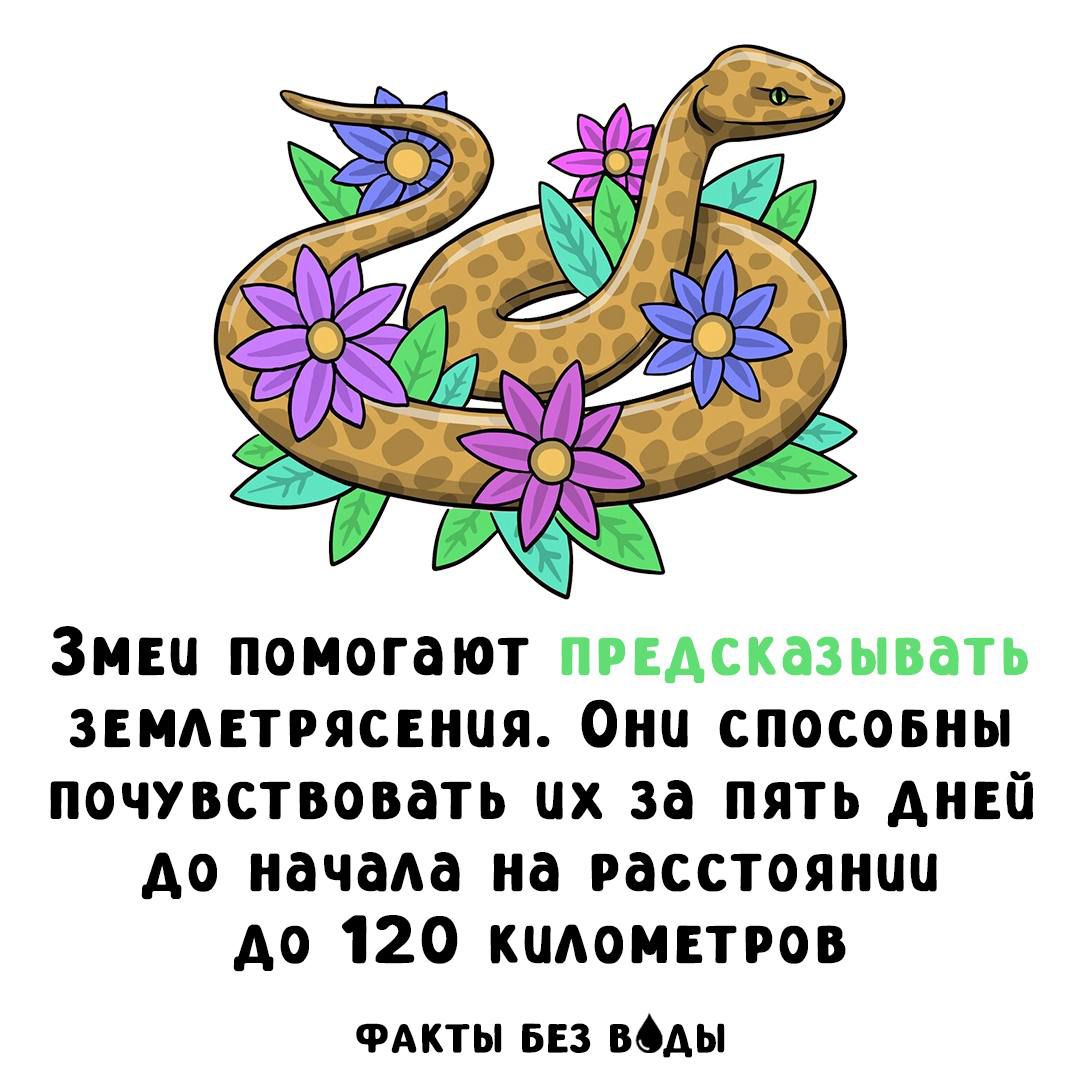 Змеи помогают ПРЕДСКАЗЫВАТЬ землетрясения. Они способны почувствовать их за пять дней до начала на расстоянии до 120 километров
ФАКТЫ БЕЗ ВОДЫ