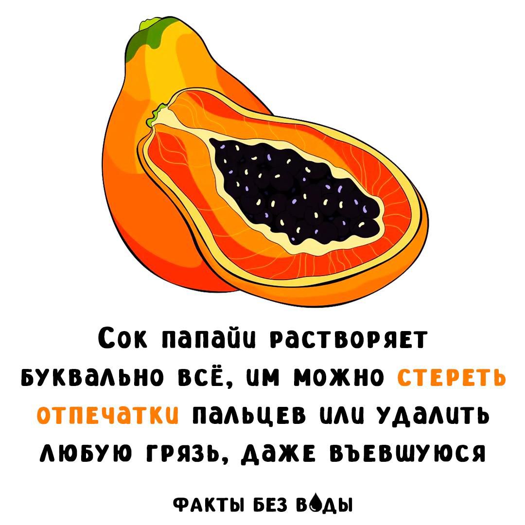 Сок папайи растворяет буквально всё, им можно стереть отпечатки пальцев или удалить любую грязь, даже въевшуюся
ФАКТЫ БЕЗ ВОДЫ