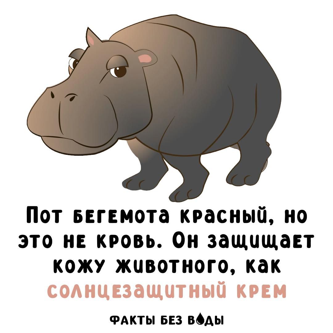 Пот бегемота красный, но это не кровь. Он защищает кожу животного, как солнцезащитный крем.
ФАКТЫ БЕЗ ВОДЫ