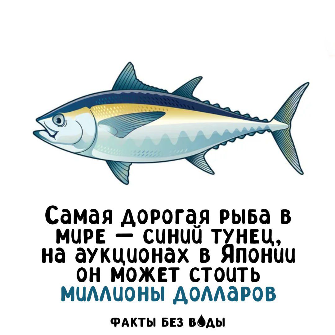 Самая дорогая рыба в мире — синий тунец, на аукционах в Японии он может стоить миллионы долларов