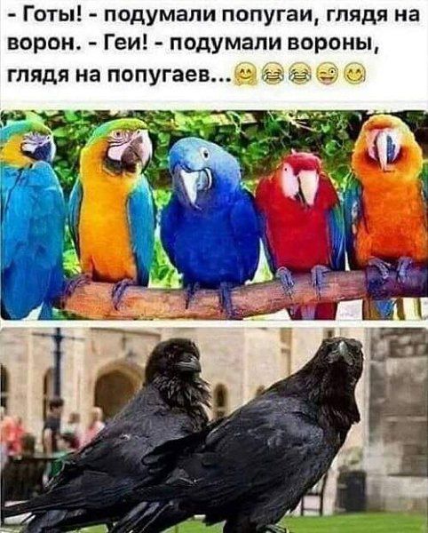 - Готы! - подумали попугаи, глядя на ворон. - Геи! - подумали вороны, глядя на попугаев...