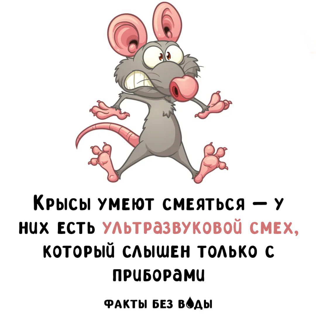 Крысы умеют смеяться — у них есть ультразвуковой смех, который слышен только с приборами
ФАКТЫ БЕЗ ВОДЫ