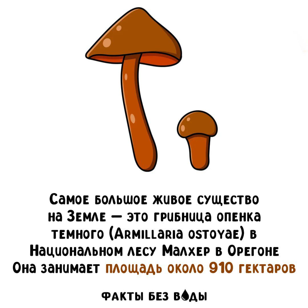 Самое большое живое существо на Земле — это грибница опенка теневого (Armillaria ostoyae) в Национальном лесу Малхер в Орегоне Она занимает площадь около 910 гектаров ФАКТЫ БЕЗ ВОДЫ