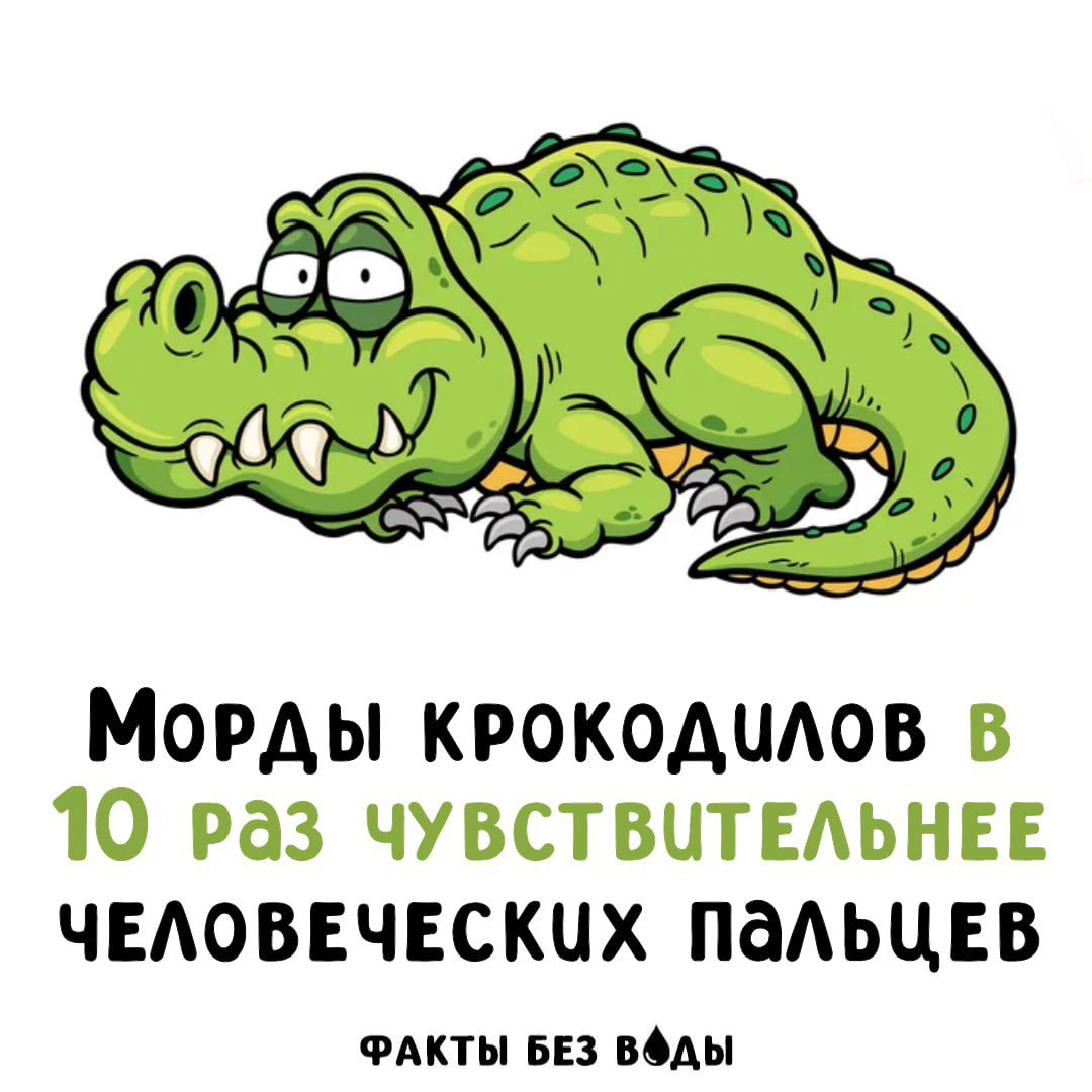 МОРДЫ КРОКОДИЛОВ В 10 РАЗ ЧУВСТВИТЕЛЬНЕЕ ЧЕЛОВЕЧЕСКИХ ПАЛЬЦЕВ\nФАКТЫ БЕЗ ВОДЫ