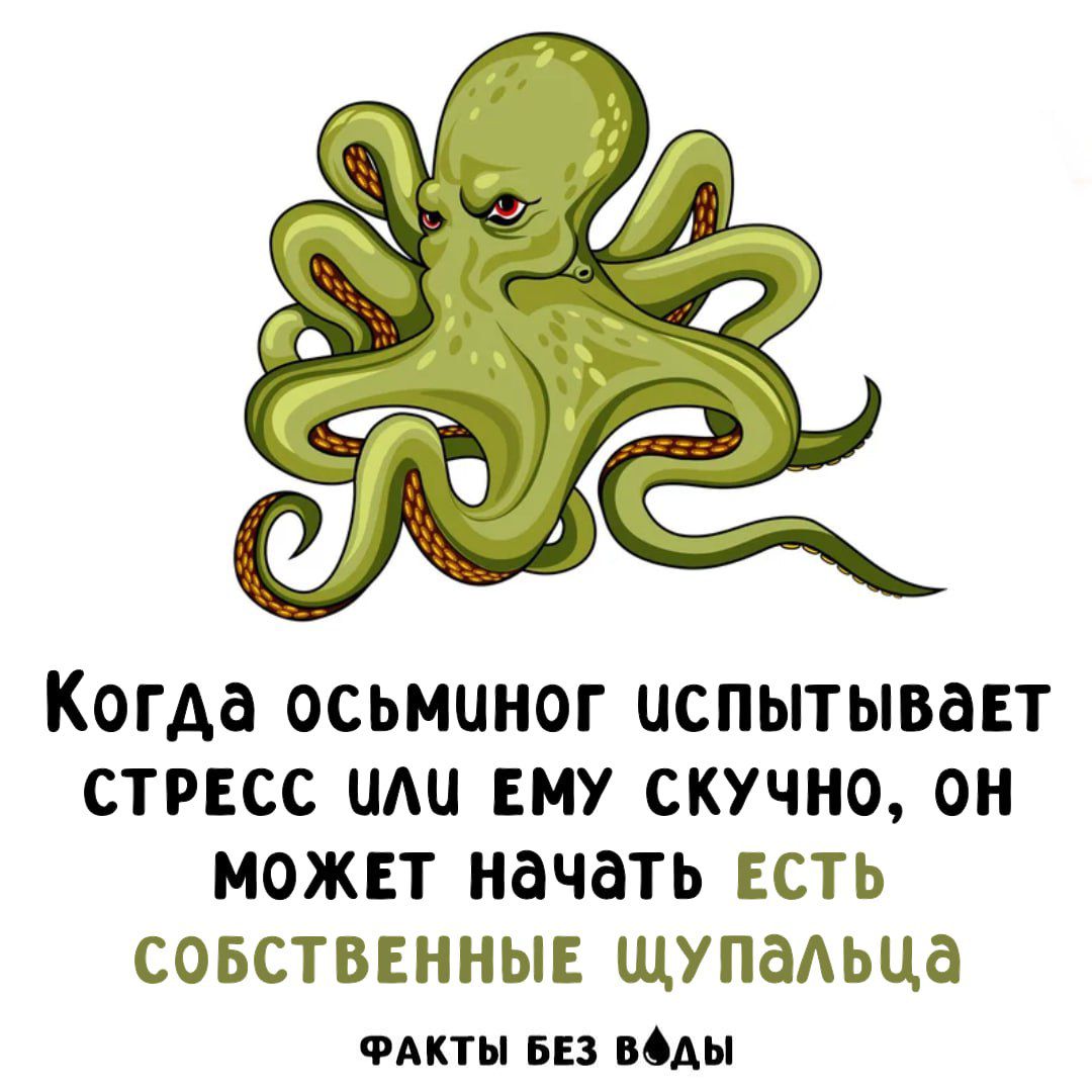 Когда осьминог испытывает стресс или ему скучно, он может начать есть собственные щупальца Факты без воды