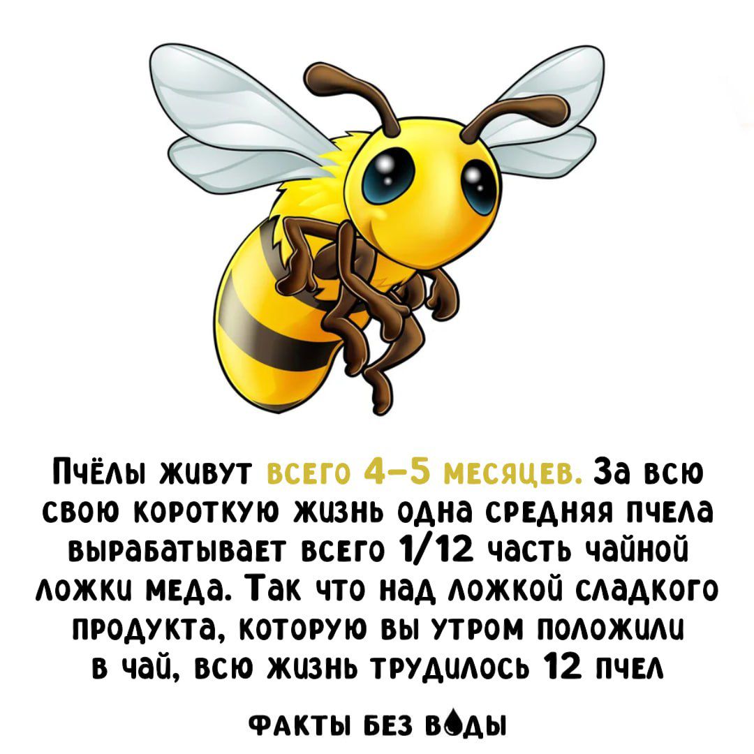 Пчёлы живут всего 4-5 месяцев. За всю свою короткую жизнь одна средняя пчела вырабатывает всего 1/12 часть чайной ложки меда. Так что над ложкой сладкого продукта, которую вы утром положили в чай, всю жизнь трудилось 12 пчел. ФАКТЫ БЕЗ ВОДЫ