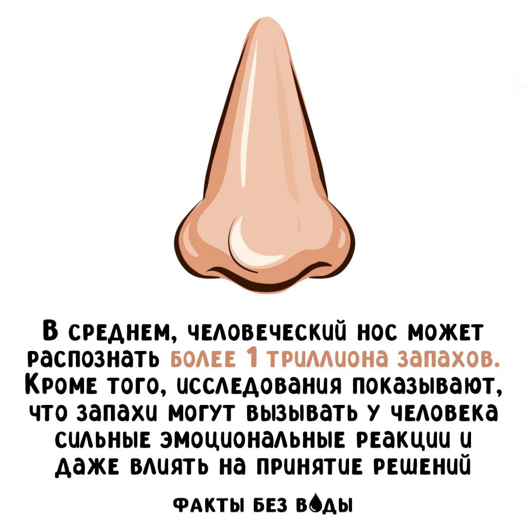 В среднем, человеческий нос может распознавать более 1 триллиона запахов. Кроме того, исследования показывают, что запахи могут вызывать у человека сильные эмоциональные реакции и даже влиять на принятие решений. Факты без воды.