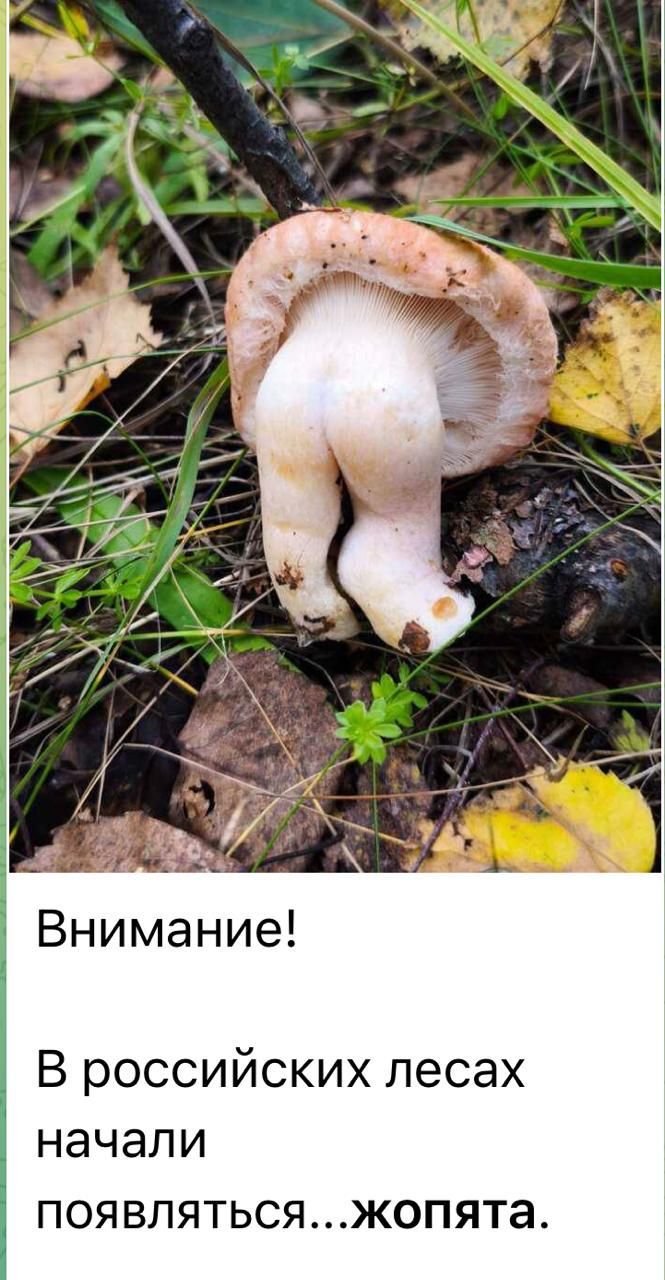 Внимание! В российских лесах начали появляться...жопа.