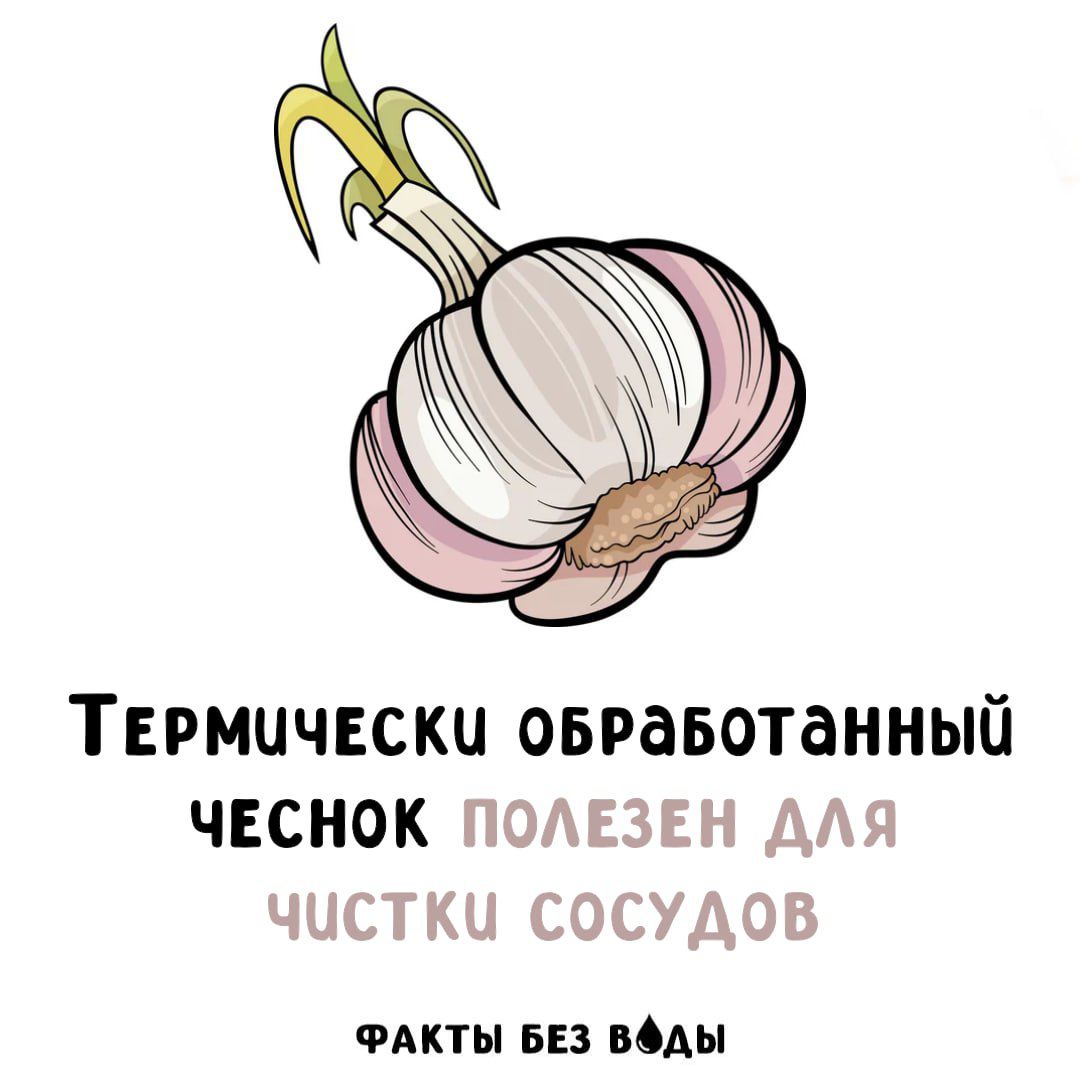 Термически обработанный чеснок полезен для чистки сосудов Факты без воды