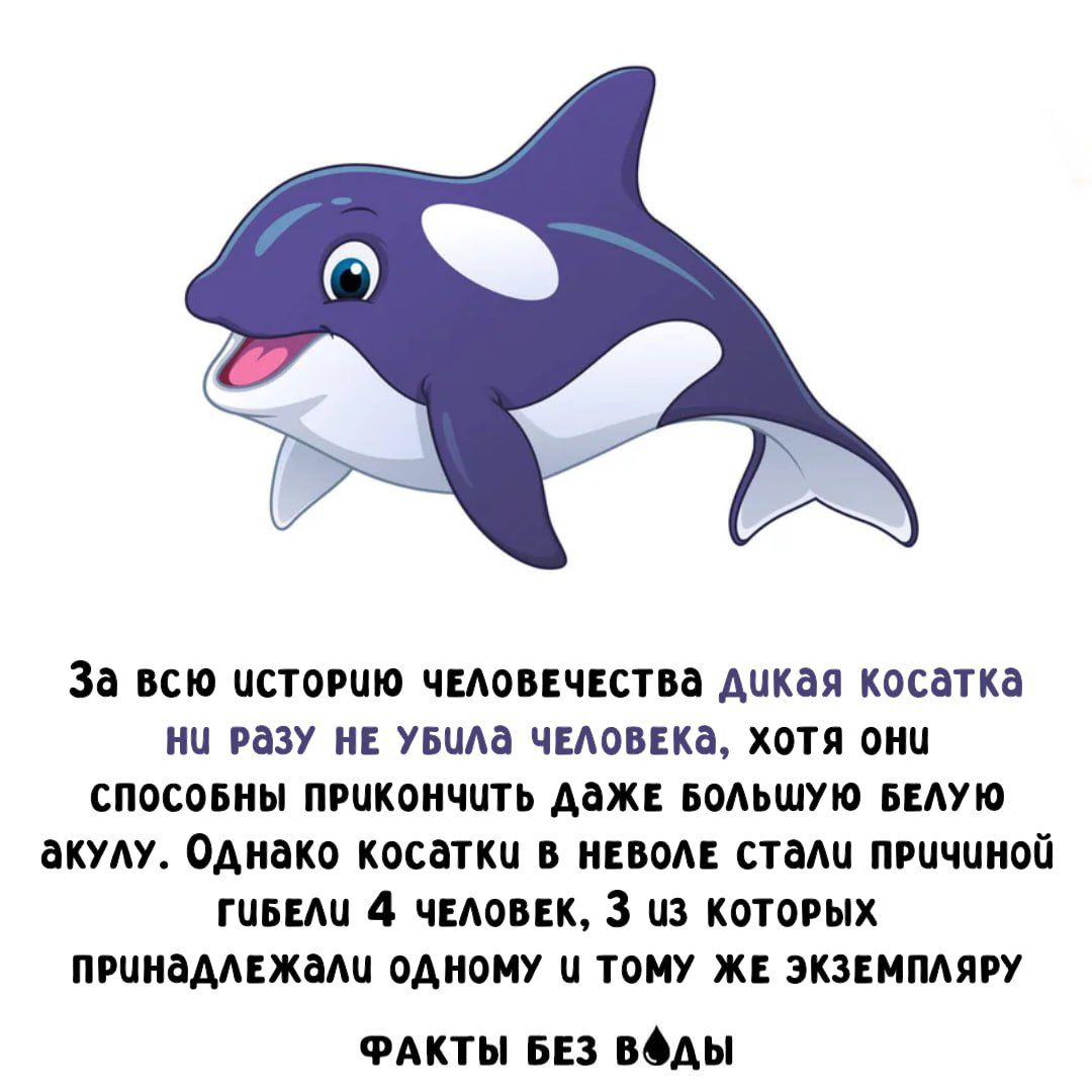 За всю историю человечества Дикая косатка НИ РАЗУ НЕ УБИЛА человека, хотя они СПОСОБНЫ ПРИКОНЧИТЬ даже большую белую акулу. Однако косатки в неволе стали причиной гибели 4 человек, 3 из которых принадлежали одному и тому же экземпляру. ФАКТЫ БЕЗ ВОДЫ