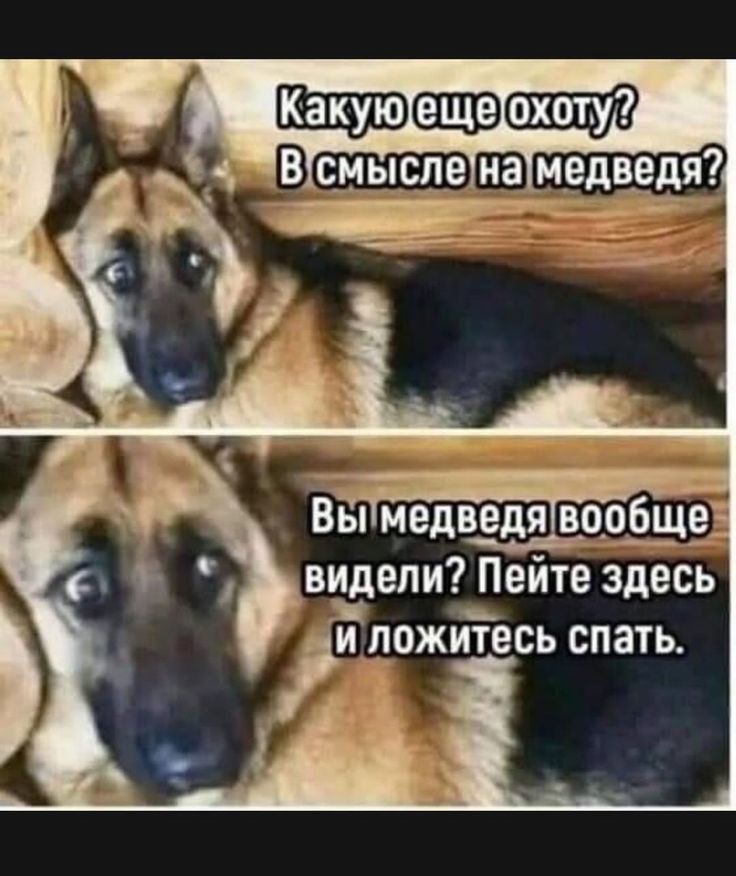 Какую еще охоту? В смысле на медведя? Вы медведя вообще видели? Пейте здесь и ложитесь спать.