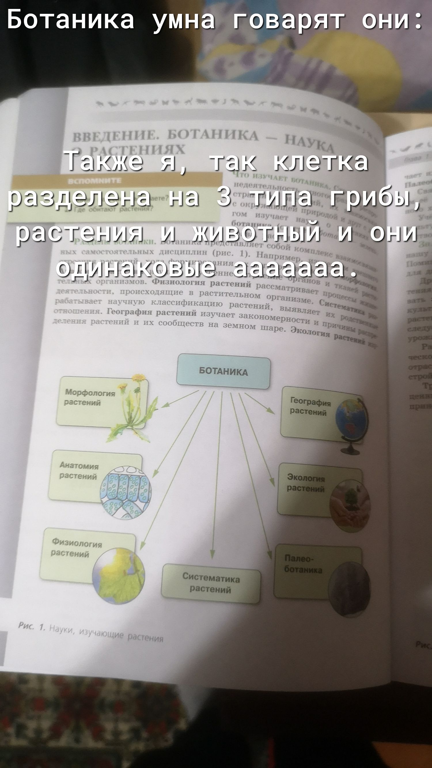 тетка 31 3 туша ггшбьд животный иіэни впииикд