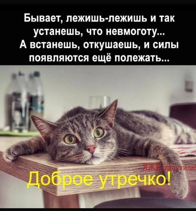 Бывает, лежишь-лежишь и так устанешь, что немноготу... А встанешь, откушаешь, и силы появляются еще полежать... Доброе утречко!