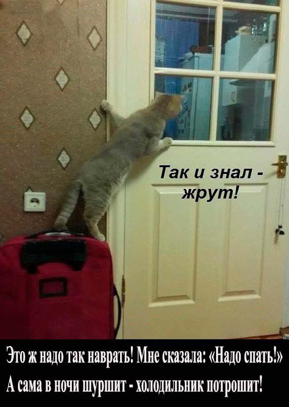 Так и знал і жрут Эго ж надо так паврять Мне сказала Надо спать А сима в ночи шуршит холодильник потратит
