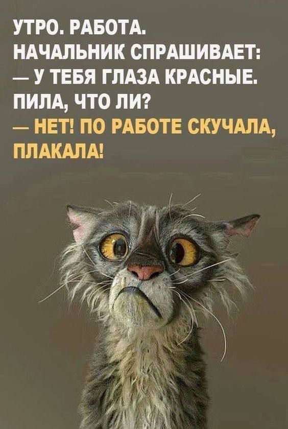 УТРО РАБОТА НАЧАЛЬНИК СПРАШИВАЕТ У ТЕБЯ ГЛАЗА КРАСНЫЕ ПИПА ЧТО ПИ НЕТ ПО РАБОТЕ СКУЧАЛА ПЛАКАЛА