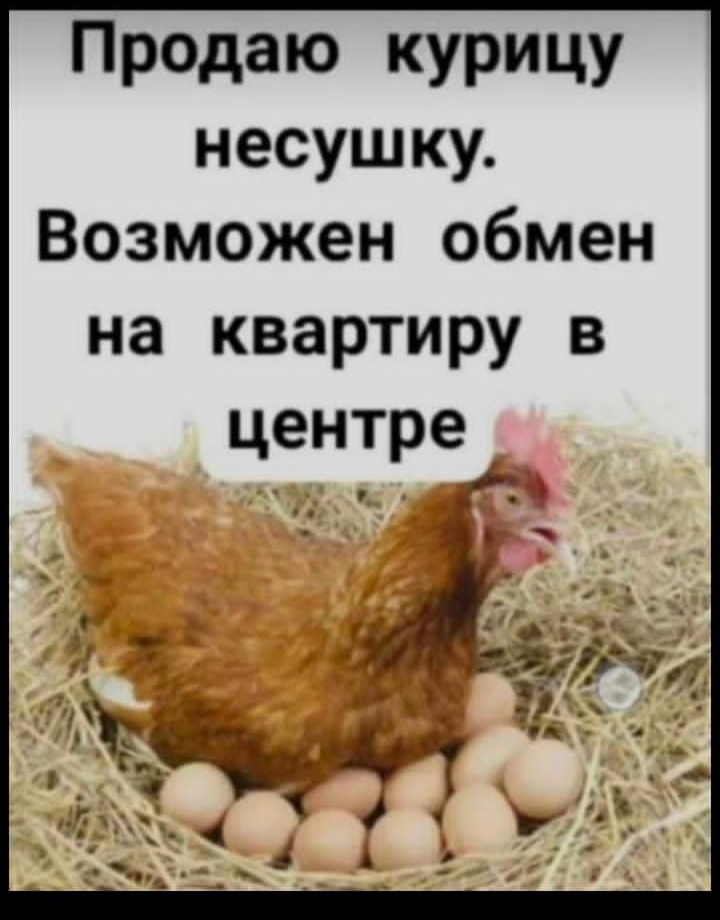 Предаю курицу несушку Возможен обмен на квартиру в центре