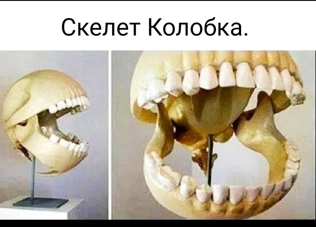 Скелет Копобка