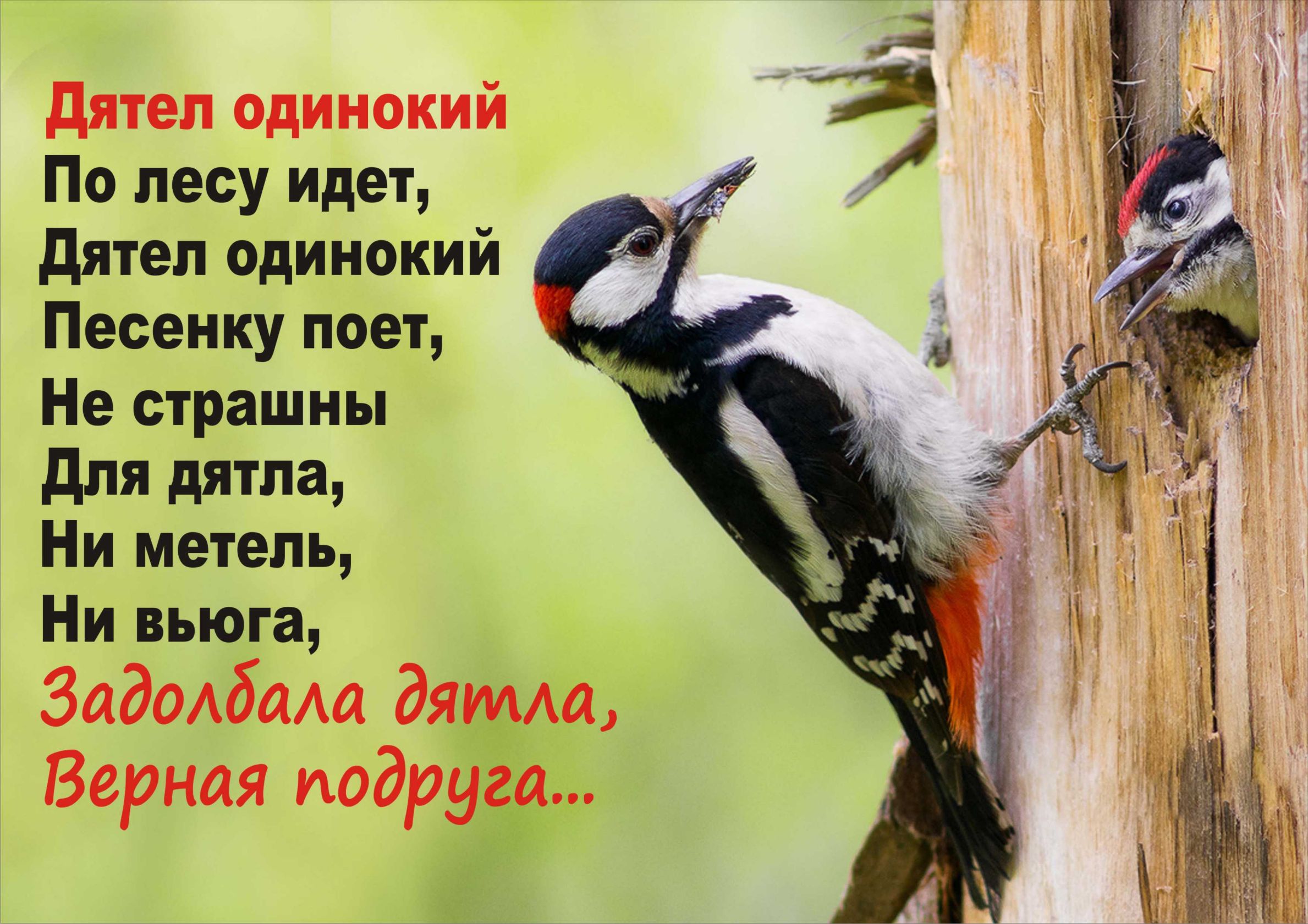 дятел одинокий По лесу идет дятел одинокий Песеику поет Не страшиы для дятла Ни метель Ни юга Задолбали дя а Верная тощий