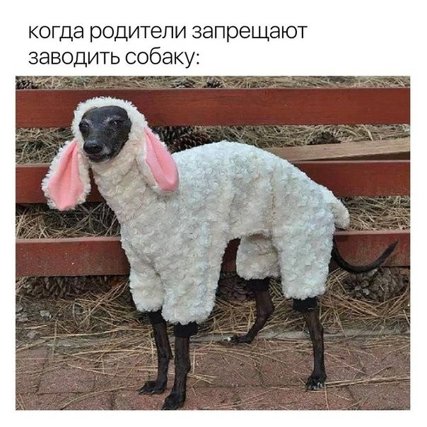 когда родители запрещают ЗЭВОДИТЬ СОбЭКУ г4