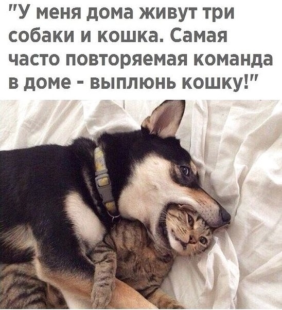 У меня дома живут три собаки и кошка Самая часто повторяемая команда в доме выплюнь кошку