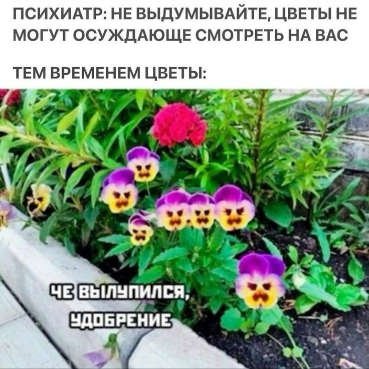 ПСИХИАТР НЕ ВЫДУМЫВАЙТЕ ЦВЕТЫ НЕ МОГУТ ОСУЖДАЮЩЕ СМОТРЕТЬ НА ВАС ТЕМ ВРЕМЕНЕМ ЦВЕТЫ ВЬ ШЦПЭШПЯ к