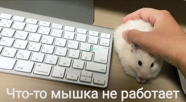 Мышкё не работает