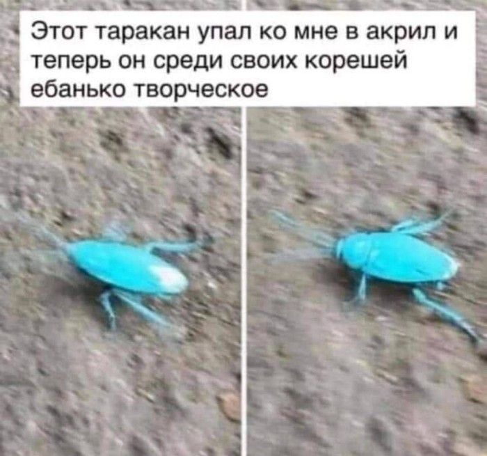 Этот таракан упал ко мне акрил и _ теперь он среди своих корешей ебанько творческое