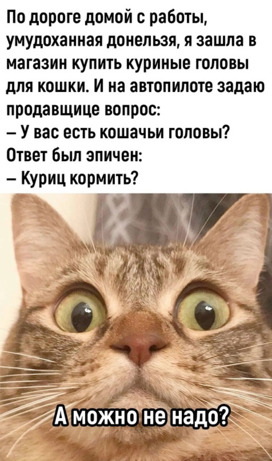 По дороге домой с работы умудоханная донельзя я зашла в магазин купить куриные головы для кошки И на автопилоте задаю продавщица вопрос У вас есть кошачьи головы Ответ Был зпичен Куриц кормить