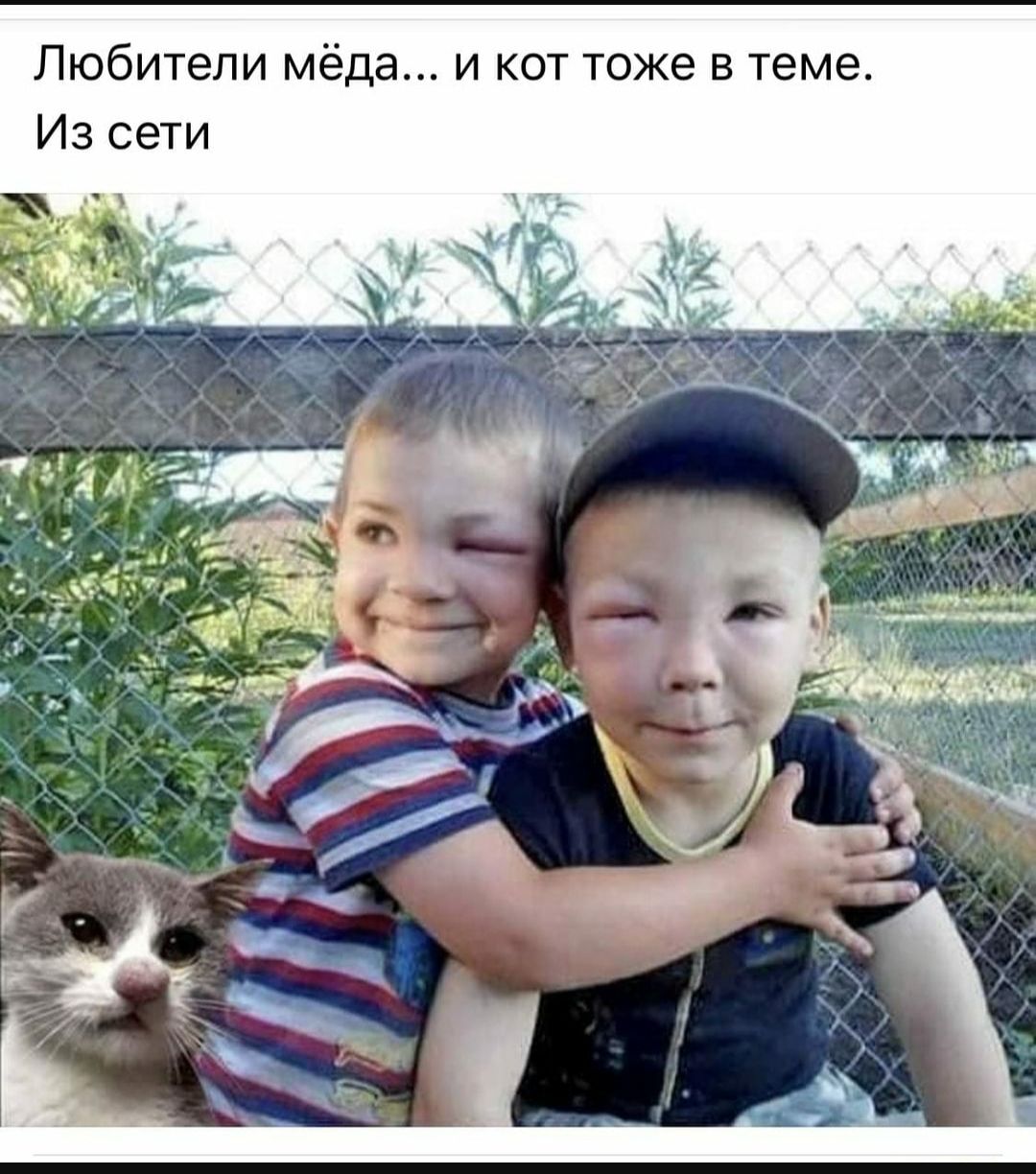 Любители мёда и кот тоже в теме