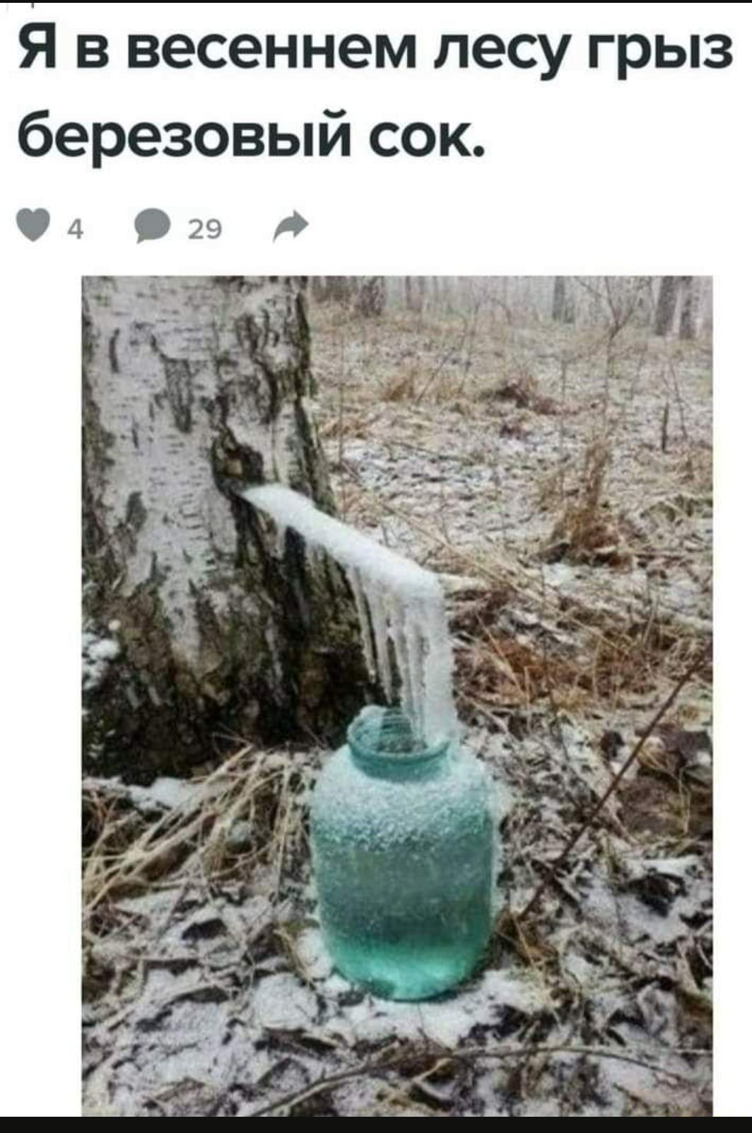 Я в весеннем песу грыз березовый сок 4