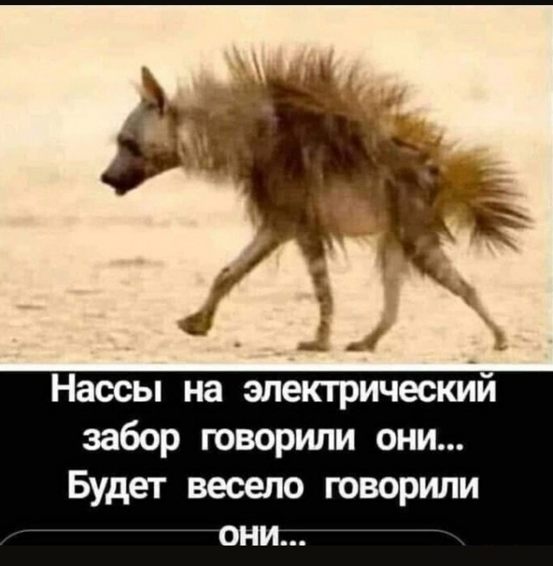 Наосы на электрический забор говорили они Будет весело говорили они