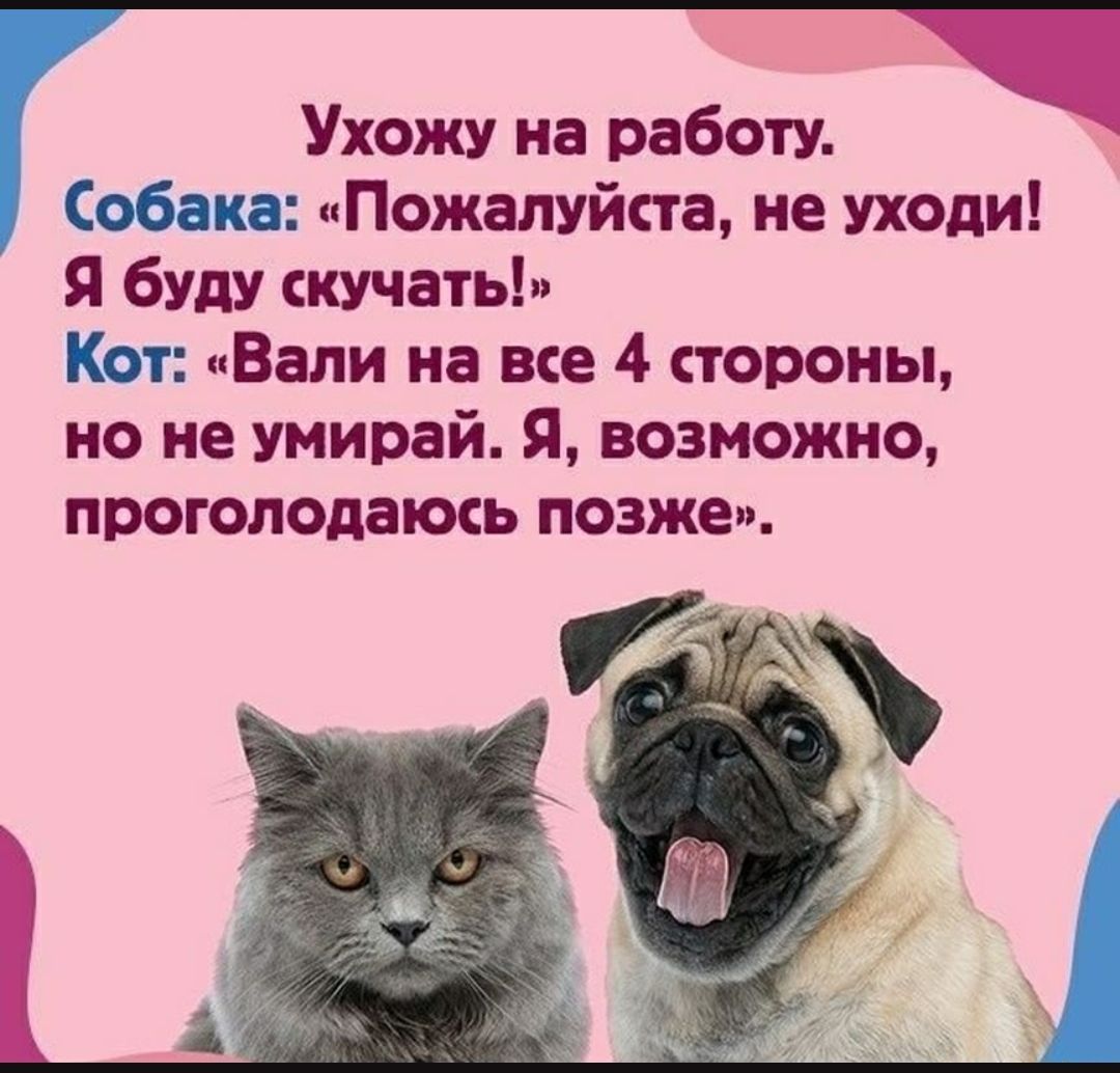 Ухожу на работу Собака Пожалуйпщ не уходи Я буду учить Кот Вали на вке 4 тороиы но не умирай Я возможно проголодать позжеп