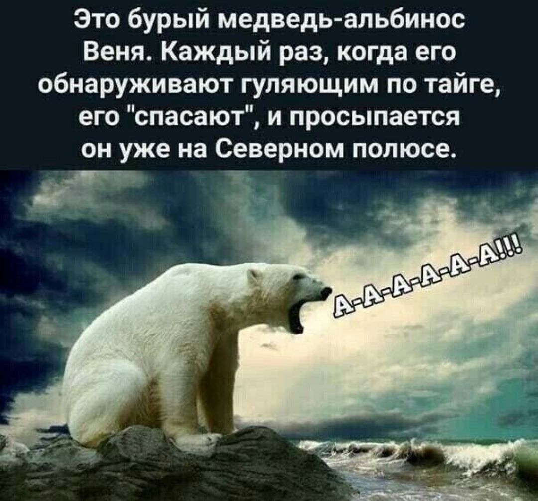 Это бурый медведь альбинос Веня Каждый раз когда его обнаруживают гуляющим по тайге его спасают и просыпается ОН уже на Северном полюсе г