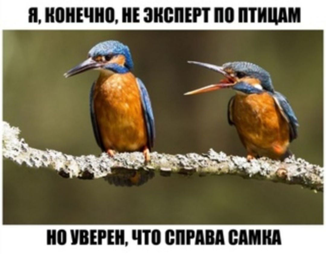 и ПЕЧИ БМП по ШШ по ПЕРЕЦ П0 РШ ШШ