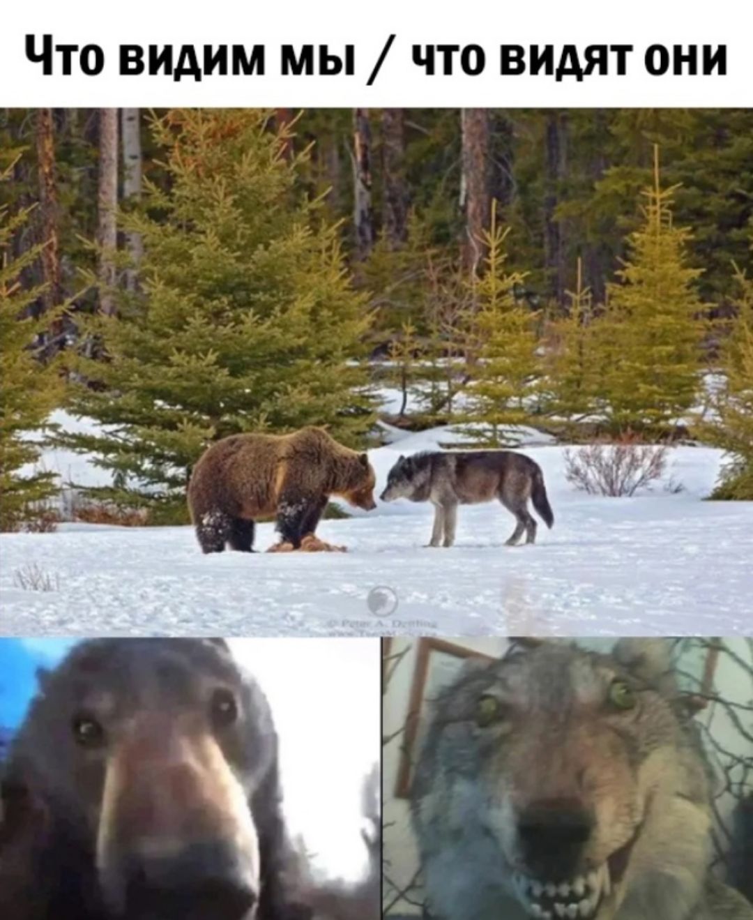 Что видим мы что видят они