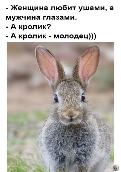 Женщина любит ушами а мужчина глазами А кролик А кролик молодец